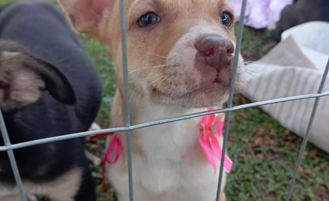 Nove Pets Ganham Novos Tutores Através De Feira De Adoção