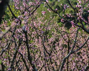 img0436.jpg